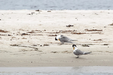 Eilseeschwalben (Thalasseus bergii) sitzen am Ufer des Lake King in Lakes Entrance, Victoria, Australien.