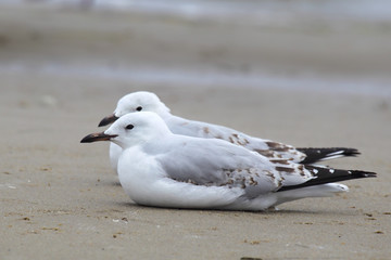 Zwei Silberkopfmöwen (Chroicocephalus novaehollandiae) liegen auf dem Strand am Ufer des Lake King in Lakes Entrance, Victoria, Australien.