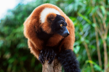 portrait of red-ruffed-lemur on the green background
