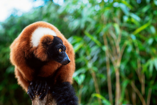 portrait of red-ruffed-lemur on the green background