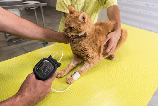v&eacute;t&eacute;rinaire, hypertension art&eacute;rielle chez le chat  et le chien est une maladie cardiovasculaire mesurer avec le tensiom&egrave;tre.