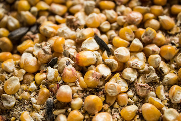 The grain in the bag