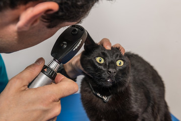Ophtalmologie vétérinaire examens