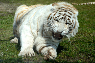 White Tiger