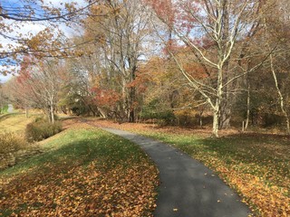 trees and leaves along sunlit path in the fall