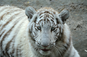 White Tiger 3
