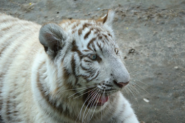 White Tiger 4