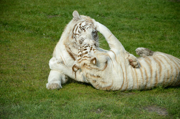 Fototapeta na wymiar White Tigers