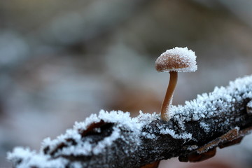 Pilz bei Frost © ReNi