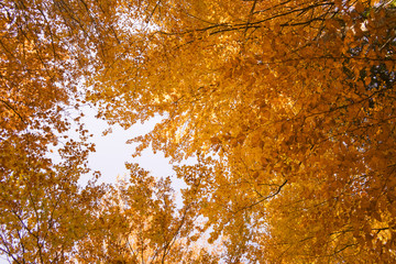 Autumn trees pattern.