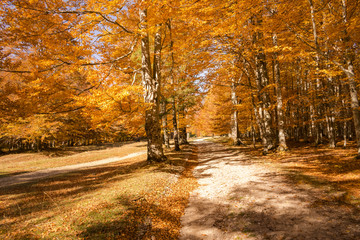 Autumn trees pattern.
