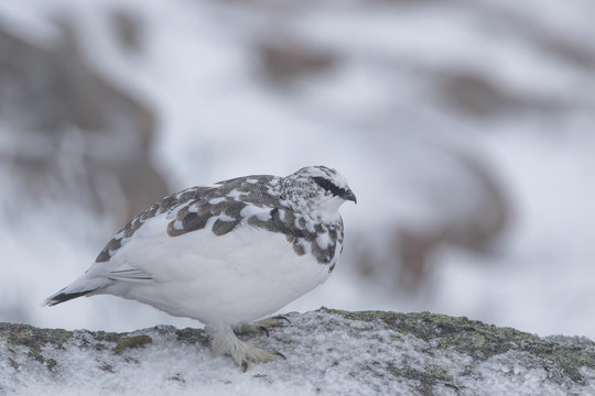 Ptarmigan Close Up Portrait Amongst The Snow In Scotland