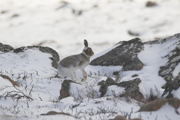 mountain hare running in the snow with summer coat in scotland