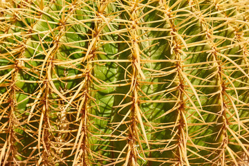 cactus texture background, macro, close up image