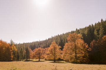 Autumn trees pattern.
