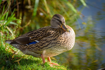 Beautiful duck portrait by the water - impressive autumn image with warm tones and sunshine