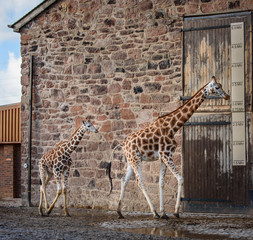 Beautiful giraffes portraits - adult and young giraffes walking pass same pattern wall and metering on the door