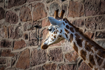 Beautiful giraffes portraits - giraffe walking pass same pattern wall - interesting combination