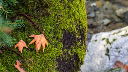 autumn leaves on a tree 