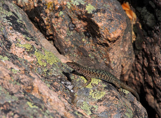 Eidechse auf Korsika