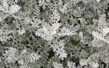 Fototapeta premium Cineraria maritima silver dust. Soft Focus Dusty Miller Plant. Background Texture