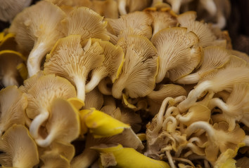 Bunch of chanterelle mushrooms
