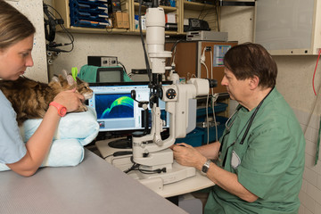 Ophtalmologie vétérinaire, préserver les yeux des animaux  comme les humains.