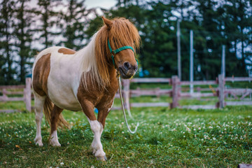 Brown Dwarf Horse	