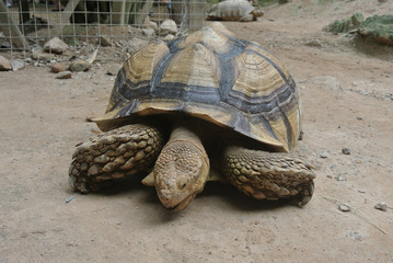Giant turtles in a large enclosure. Released free as a pet.