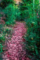 Colorful path with red autumn leaves in the forest of Dirfi mountain in Evia Greece