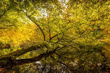 Foret de soignes - Belgique - Lac