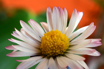 Daisy with colourful backround