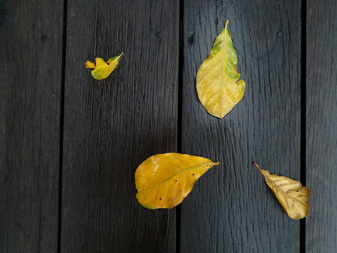 Yellow leaves on dark wood background. Picture with copy space.