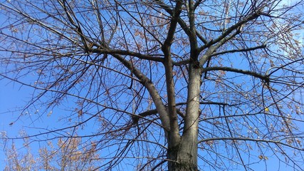 naked tree in winter against blue sky