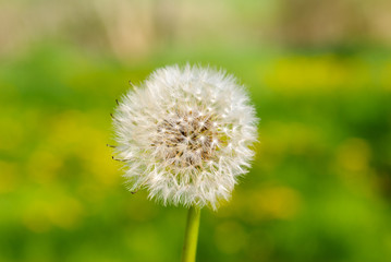 Dandelion
