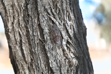 Cicada on a tree