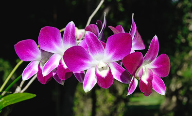 Beautiful orchid flower tree