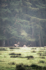Fallow deer buck in forest meadow. Wildlifepark Dulmen, Germany.