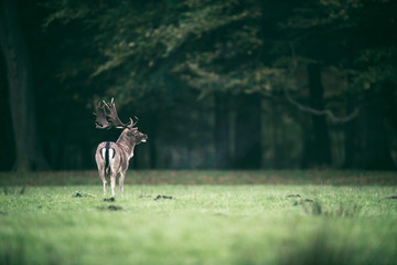 Fallow deer buck standing in meadow at edge of forest.