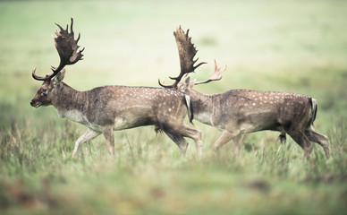 Two fallow deer with antlers running in meadow.