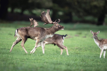 Naklejka na ściany i meble Bellowing fallow deer buck in meadow between females.