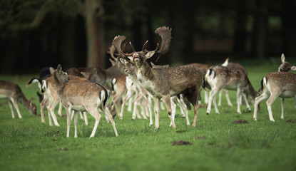 Naklejka na ściany i meble Bellowing fallow deer between group of females in rutting season.