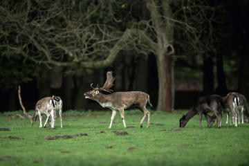Bellowing fallow deer buck in meadow between females.