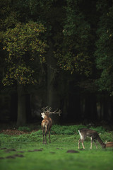 Bellowing red deer stag in meadow at edge of autumn forest.