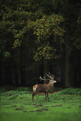 Red deer stag in meadow at edge of autumn forest.