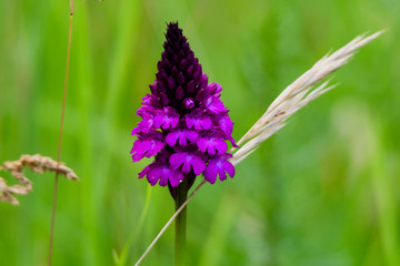 pyramidal orchid 