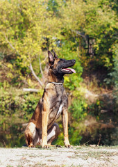 Portrait of the young  Belgian Malinois sheepdog