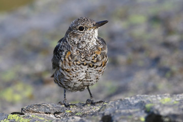  common rock thrush