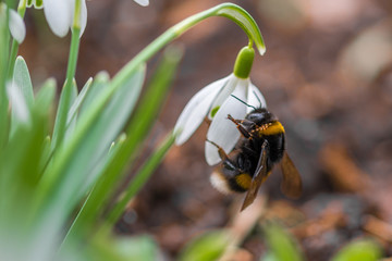 bumblebee and snowdrop