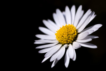 Fototapeta premium Daisy in the darkness